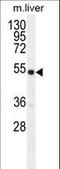 Growth/differentiation factor 6 antibody, LS-C166429, Lifespan Biosciences, Western Blot image 