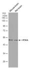 Inositol-Trisphosphate 3-Kinase A antibody, PA5-78659, Invitrogen Antibodies, Western Blot image 
