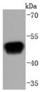 RAGE antibody, A03438, Boster Biological Technology, Western Blot image 