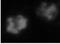 Granzyme B antibody, NBP1-97525, Novus Biologicals, Immunofluorescence image 