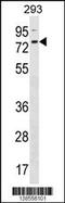 Zinc Finger Protein 416 antibody, 59-881, ProSci, Western Blot image 