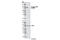 Eukaryotic Translation Initiation Factor 4B antibody, 8151S, Cell Signaling Technology, Western Blot image 