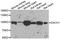 Dachshund Family Transcription Factor 1 antibody, A6895, ABclonal Technology, Western Blot image 