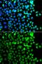 AE Binding Protein 2 antibody, GTX55495, GeneTex, Immunofluorescence image 
