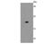 BH3 Interacting Domain Death Agonist antibody, NBP2-67190, Novus Biologicals, Immunohistochemistry paraffin image 