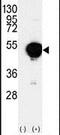 Cytochrome P450 Family 20 Subfamily A Member 1 antibody, PA5-14356, Invitrogen Antibodies, Western Blot image 