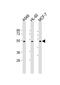 Arginine Vasopressin Receptor 1A antibody, M03279, Boster Biological Technology, Western Blot image 