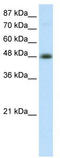Activating enhancer-binding protein 2-beta antibody, TA334021, Origene, Western Blot image 