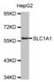 Solute Carrier Family 1 Member 1 antibody, abx135730, Abbexa, Western Blot image 