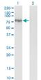 ENAH Actin Regulator antibody, H00055740-M01, Novus Biologicals, Western Blot image 