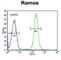 Tetratricopeptide Repeat Domain 9C antibody, abx026133, Abbexa, Western Blot image 