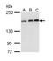 Rho Associated Coiled-Coil Containing Protein Kinase 1 antibody, LS-C186291, Lifespan Biosciences, Western Blot image 
