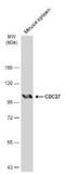 Cell Division Cycle 27 antibody, NBP2-15829, Novus Biologicals, Western Blot image 