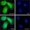 Acetylcholinesterase antibody, 45-193, ProSci, Western Blot image 