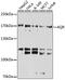 Aquarius Intron-Binding Spliceosomal Factor antibody, A6011, ABclonal Technology, Western Blot image 