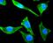 Tubulin Beta 3 Class III antibody, NBP2-67374, Novus Biologicals, Immunocytochemistry image 