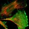 Niban Apoptosis Regulator 2 antibody, HPA021284, Atlas Antibodies, Immunofluorescence image 