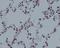 Histone Cluster 4 H4 antibody, M14495-3, Boster Biological Technology, Immunohistochemistry paraffin image 