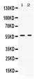 Bone Morphogenetic Protein 15 antibody, PB10048, Boster Biological Technology, Western Blot image 