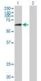 Zinc Finger Protein 74 antibody, H00007625-B01P, Novus Biologicals, Western Blot image 