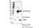 FUN14 Domain Containing 1 antibody, 49240S, Cell Signaling Technology, Immunoprecipitation image 