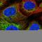 Sarcosine Dehydrogenase antibody, HPA058086, Atlas Antibodies, Immunocytochemistry image 