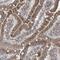 Integral Membrane Protein 2B antibody, NBP1-88354, Novus Biologicals, Immunohistochemistry frozen image 