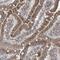 BRI antibody, NBP1-88354, Novus Biologicals, Immunohistochemistry frozen image 