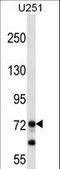 Paternally Expressed 10 antibody, LS-C163514, Lifespan Biosciences, Western Blot image 