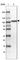 DNA-binding protein SATB2 antibody, HPA029543, Atlas Antibodies, Western Blot image 