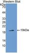 Sorcin antibody, abx131566, Abbexa, Western Blot image 