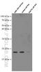 CGG Triplet Repeat Binding Protein 1 antibody, 66524-1-Ig, Proteintech Group, Western Blot image 