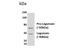 Legumain antibody, NBP2-21996, Novus Biologicals, Western Blot image 