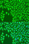 Killer Cell Immunoglobulin Like Receptor, Two Ig Domains And Short Cytoplasmic Tail 4 antibody, 18-099, ProSci, Immunofluorescence image 