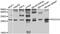 Programmed Cell Death 10 antibody, MBS126446, MyBioSource, Western Blot image 
