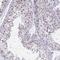 DDX39A antibody, NBP2-46824, Novus Biologicals, Immunohistochemistry frozen image 