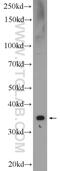 HERPUD Family Member 2 antibody, 20640-1-AP, Proteintech Group, Western Blot image 