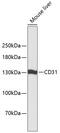 Platelet And Endothelial Cell Adhesion Molecule 1 antibody, 13-159, ProSci, Western Blot image 