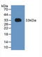 Coagulation Factor II, Thrombin antibody, LS-C294071, Lifespan Biosciences, Western Blot image 