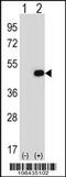 Eukaryotic Translation Initiation Factor 2B Subunit Gamma antibody, 60-457, ProSci, Western Blot image 