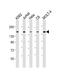 CCCTC-Binding Factor antibody, M00132-2, Boster Biological Technology, Western Blot image 