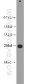 Surfactant Protein C antibody, 10774-1-AP, Proteintech Group, Western Blot image 