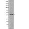 Histone Deacetylase 11 antibody, abx215835, Abbexa, Western Blot image 