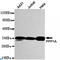 Protein Phosphatase 1 Catalytic Subunit Alpha antibody, LS-C813093, Lifespan Biosciences, Western Blot image 