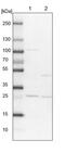 RERG Like antibody, PA5-59704, Invitrogen Antibodies, Western Blot image 