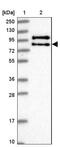 Cyclic AMP-dependent transcription factor ATF-6 beta antibody, NBP1-91687, Novus Biologicals, Western Blot image 