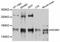 Neural Cell Adhesion Molecule 1 antibody, abx126225, Abbexa, Western Blot image 