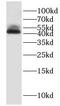 Heterogeneous Nuclear Ribonucleoprotein F antibody, FNab03952, FineTest, Western Blot image 