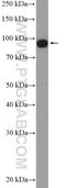 Argonaute RISC Catalytic Component 3 antibody, 19692-1-AP, Proteintech Group, Western Blot image 