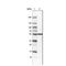 Protein Disulfide Isomerase Family A Member 3 antibody, NBP2-36766, Novus Biologicals, Western Blot image 